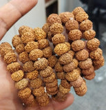 7 Mukhi Rudraksha Bracelet